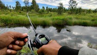 CASTING GABUS/SNAKEHEAD WITH REL BC SHIMANO CASITAS MGL 101 HG