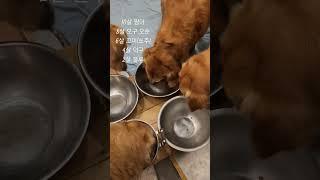 골든리트리버 6마리 평상시일상 #짱아네가족 #3대가사는집 #goldenretriever