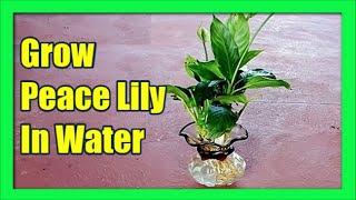 How To Grow Peace Lily In Water Only: Peace Lily Propagation In Water