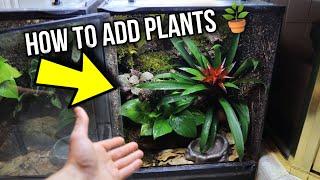 How to add plants to YOUR Bioactive Reptile Enclosure. (Bioactive setup Tutorials EP.1)