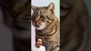 Cat scarring man? Man scarring cat?