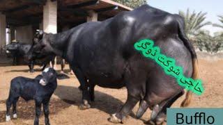 New World Record Buffalo ll Hajji Shouqat Dogar of Multan 2022