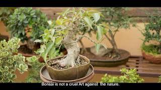 Bonsai - The Art of Life | Short Documentary Film