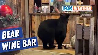 Bear Visits Wine Bar in East Tennessee