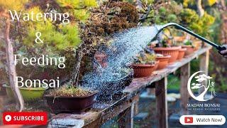 Watering and Feeding Bonsai