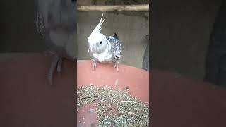 Cockatiel bird#shorts #birds #tiktokbird