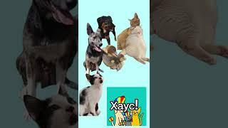 #кошка #собака #милота #милыеживотные #хаус #смешныевидео