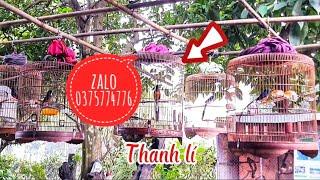Chòe lửa Phú Yên, 4 mùa, lông mới, đuôi 19,7 tôm nhẹ, LH zalo 0375774776