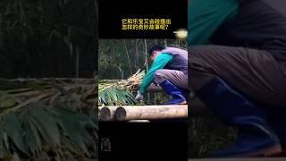 02 Giant Panda Le Bao was bullied by a magpie | 喜鹊竟敢嬉闹比自己大好多倍的乐宝 丝毫不害怕 #panda #lebao #fubao #熊猫 #乐宝