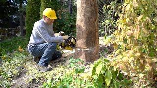 Lao Li Home DIY｜How to cut down trees | Really record the whole process of cutting down trees