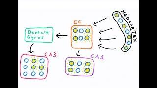 The Hippocampus and episodic memory