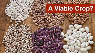 Are Dried Beans a Viable Crop?