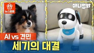 (찐)견민의 자리를 위협하는 (로봇)견민의 반란ㅎㄷㄷ | SBS뉴스멀봐 (2024.12.20) Robot Dogizens Threaten Real Dogizen's Place