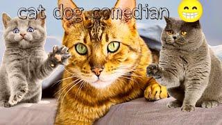 wxtone is live! cat dog comedian funny video 