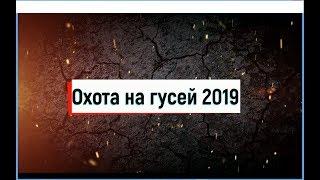 Охота на гусей 2019