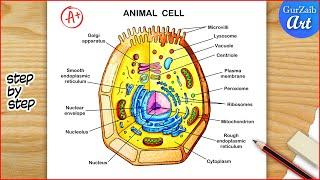 Animal Cell Diagram Drawing / Animal cell structure Labelled / Step by step