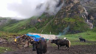 Primitive Rural Village | Chapter 51 | Yak Farm Dolpa Nepal || The Pastoral Shepherd Life Of Nepal.