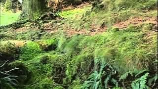 Ray Mears' Extreme Survival S02E04 - Military Survival