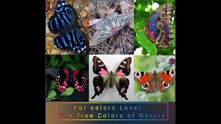 True Colors of Nature: The Colorful Butterflies | Best Butterfly Species Compilation