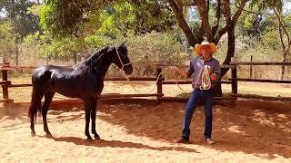 CAVALO XUCRO EM INÍCIO DE DOMA RACIONAL. CAVALO MONTE NEGRO