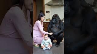 What about the woman who married the gorilla?.#gorillababy #cute #animals #gorilla #baby