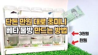 베타 한마리 값으로 부업으로 물방 창업 누구나 할 수 있어요