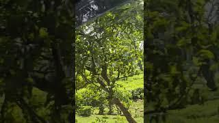  #happy #electronicmusic #travel #shortsvideo #shorts #motivation #veiws #car