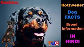 Rottweiler Dog Facts In Hindi : Popular Dogs : TUC : The Ultimate Channel