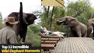 Top 12 INCREDIBLE Wild Elephant Encounters