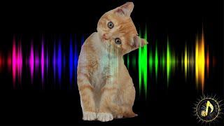 Cat Meow Sound Effect ~ Attract Cats, Sounds Cats Love