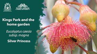 Kings Park in your garden: Silver Princess