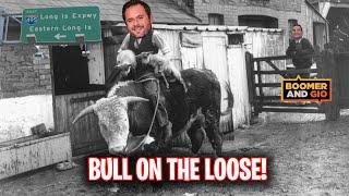 A Bull Was On The Loose On Long Island! | Boomer & Gio