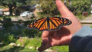 New study suggests monarch butterfly population doing OK despite endangered status