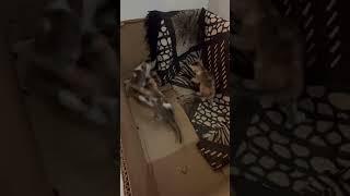 Baby cat play