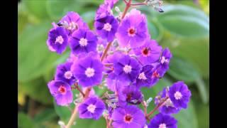 "PARADISE" (Message from Heaven) COMFORTING SONG ABOUT LOSS www.libbyallensongs.com