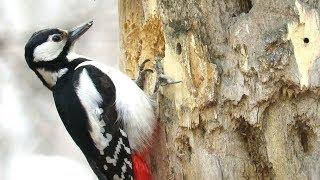 Большой пестрый дятел долбит дерево, Woodpecker chisels wood