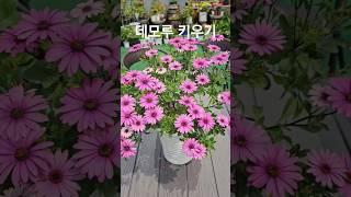 데모루 키우기 #데모루포세카 #디모르포세카