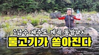 제주도 계곡 통발 넣고 1시간만에 물고기가 바글바글! 튀겨서 소맥 한잔!