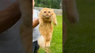 funny cats  episode 224 #shorts