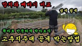 고추농사 고추지지대 똑바로 세우는법 청도달콤한농장