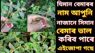 গাখীৰতী বন : আপুনি ইমান বেমাৰৰ নাম নাজানে যিমান বেমাৰ এইজোপা গছে ভাল কৰিব পৰা ঔষধি গুন আছে ||