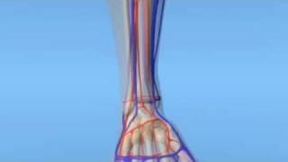 Blood Supply to the Foot Feet Wound Ulcer Infection Vascular