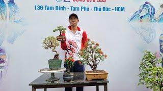 PAN CITY 121  Bonsai giá rẻ 24 cây đủ loại bao ship tận nhà 