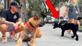 Testing My Puppy's Training Downtown In Reality! Why Your Dog Doesn't Listen Outside