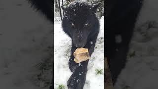 Huge Black Wolf Growls to Protect his Bone