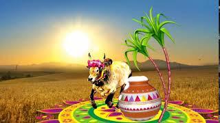 Happy pongal wishes and greetings - Gooezy.com