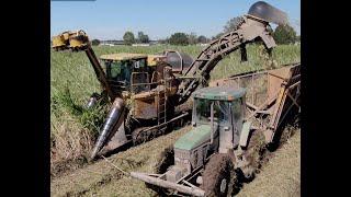 Cutting Cane in Muddy Conditions Cameco CH3500 4K