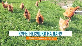 Сколько кур несушек брать на дачу в летний курятник?