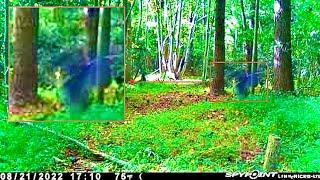 Bigfoot on Trail Camera Carrying a Tree in Maryland Wilderness! | New Sighting!