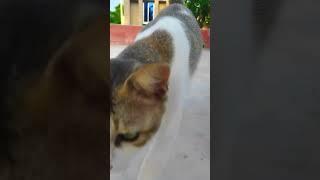 Animals 2024।cat mowing  parte - 321। ।#cat #shorts